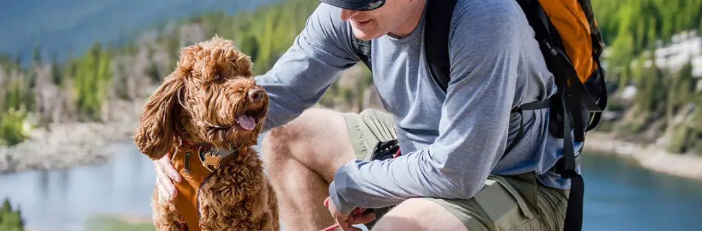 A dog and its owner pause on a backpacking hike