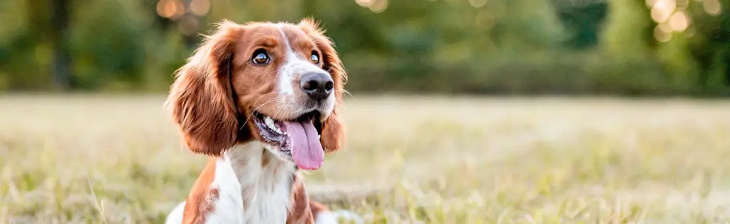 A young dog panting in a meadow