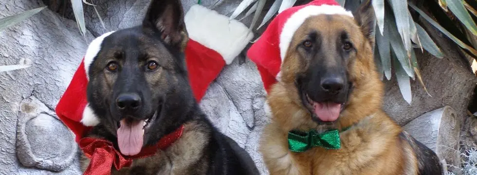 Two German Shepherd dogs with Santa hats and bow ties