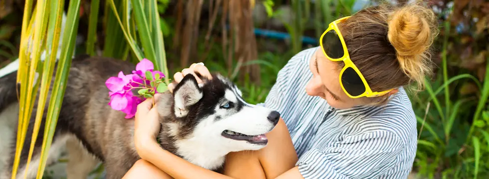 A husky puppy smiling at its owner