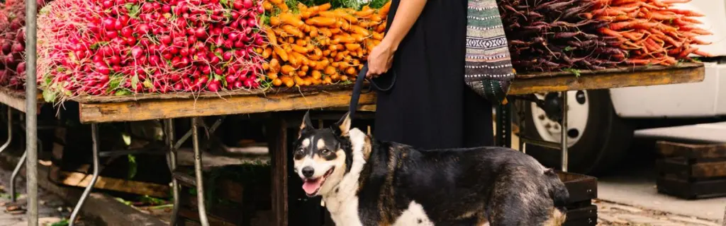 A dog on a leash while its owner looks at produce