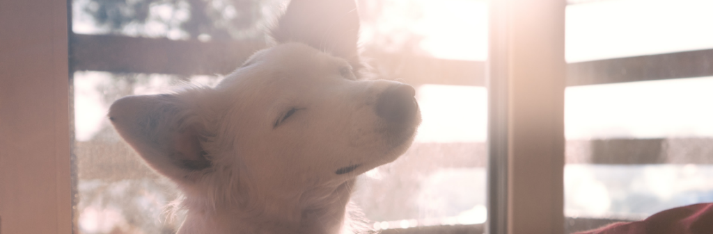 A dog squinting in the sunlight