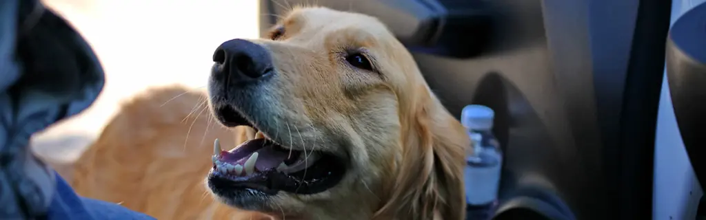 A dog starting to enter a car