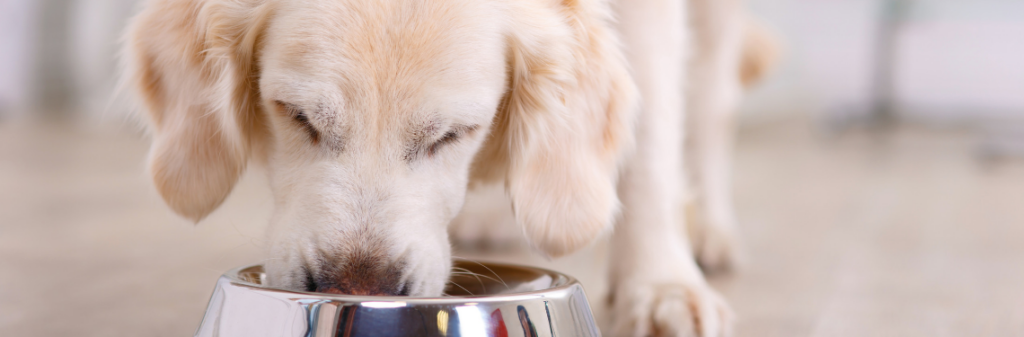 A dog eating out of a dog bowl