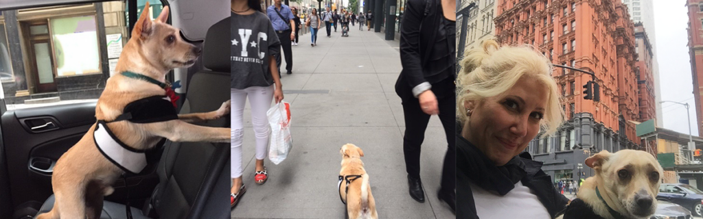 Stefanie Michaels and her dog traveling