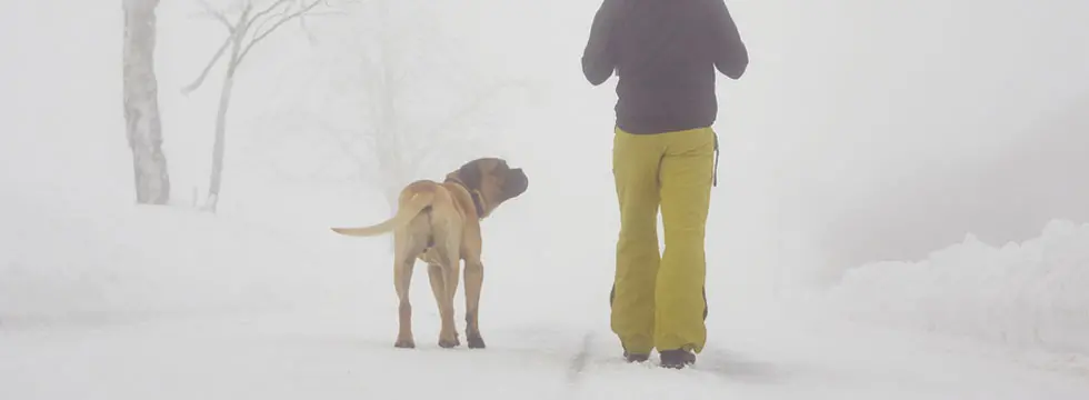 A dog and its owner walk in the snow