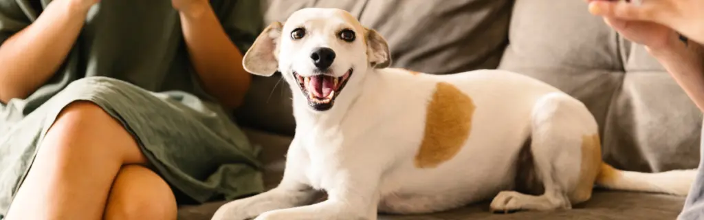 A smiling dog on a couch surrounded by people