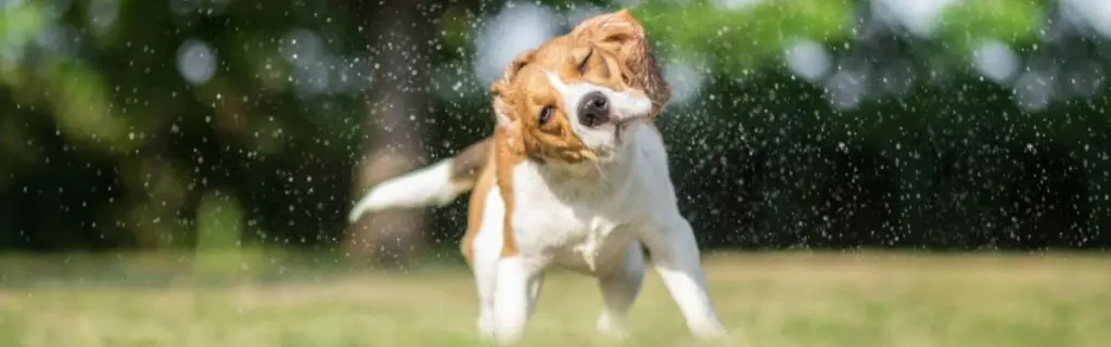 A dog shaking off water