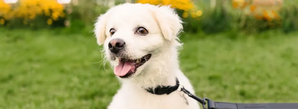 A smiling dog on a leash