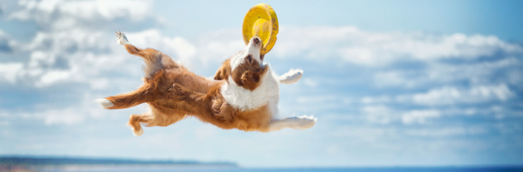 A dog catching a disc in its mouth mid-air