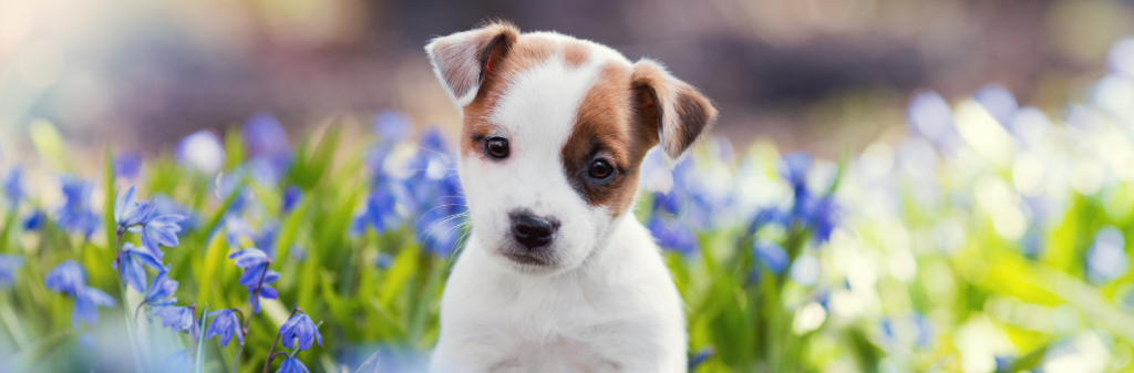 A puppy in a field of flowers