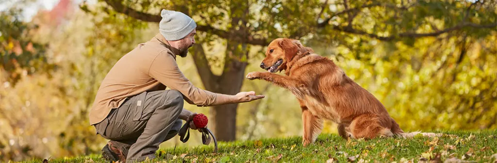 A dog shakes paws with its owner