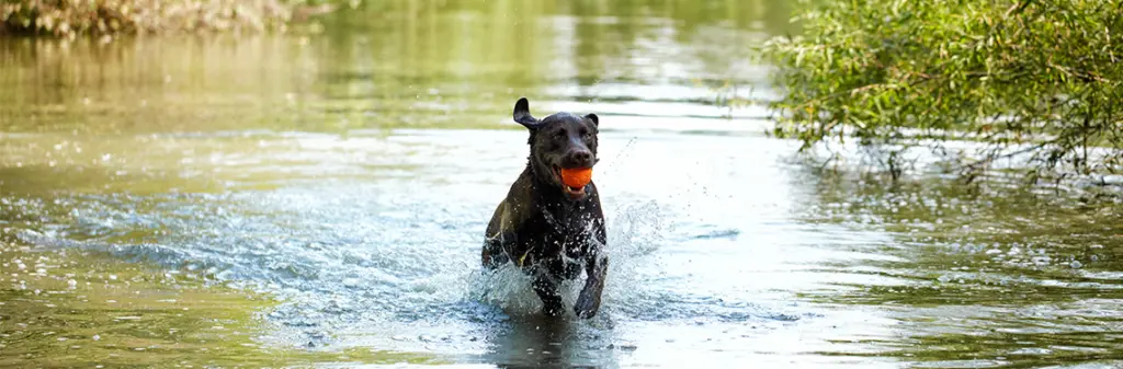 A dog catching a ball in a lake