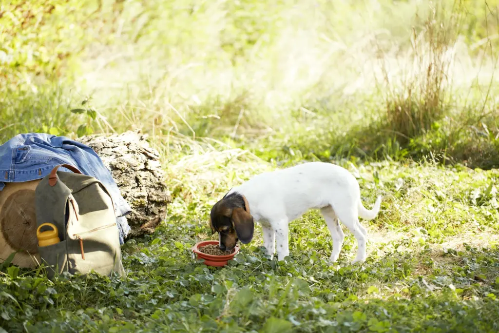 Puppy eating food while on a hike