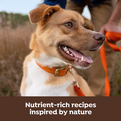 Nutrient rich recipes inspired by nature